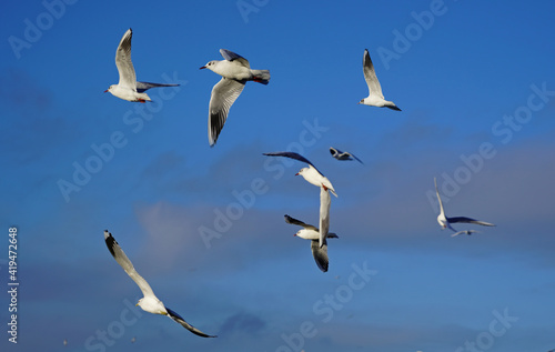 Seagulls flying against a clear blue sky