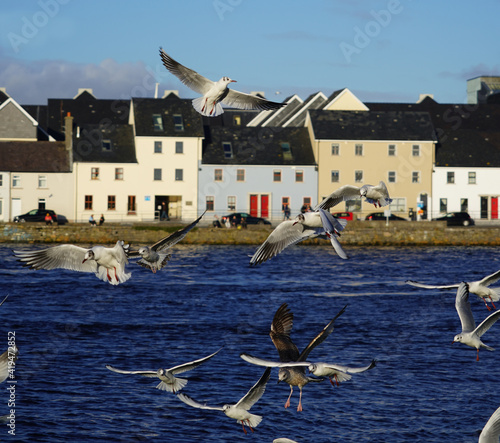 Flock of seagulls at claddagh basin in Galway, Ireland
