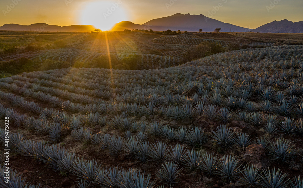 tequila, paisaje agavero, agave azul, campos de agave, tequilana wever