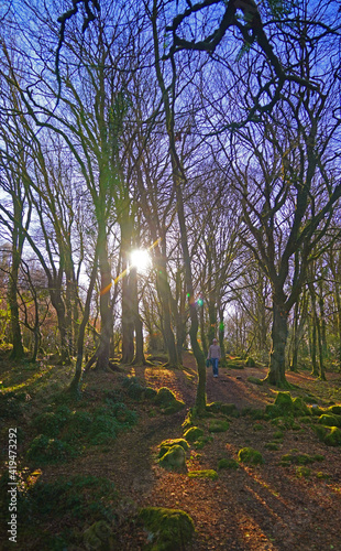 Trees at barna woods forest in Connemara Galway, Ireland