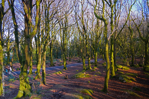 Trees at barna woods forest in Connemara Galway, Ireland