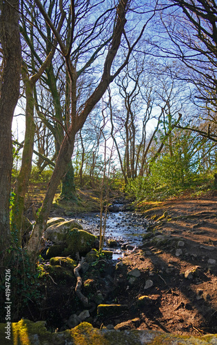 Trees at barna woods forest in Connemara Galway, Ireland