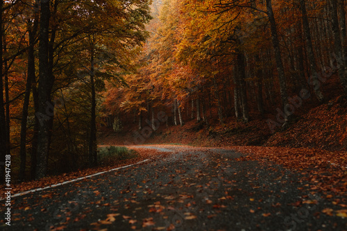 Ground level of wet asphalt road with fallen leaves going through woods on overcast day in autumn