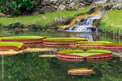 Fototapeta Giant water lilies - Victoria is a genus of water-lilies, in the plant family Nymphaeaceae