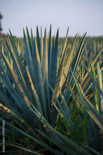 tequila  paisaje agavero  agave azul  campos de agave  tequilana wever  tequila azul  paisaje de tequila  paisaje mexicano  m  xico  jalisco