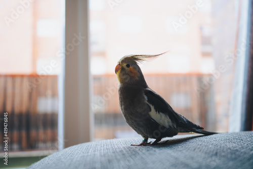 Side view of funny exotic cockatiel bird standing on sofa placed near window in modern apartment photo