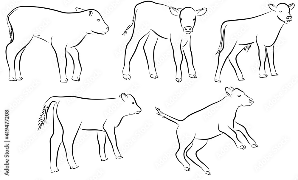 Fototapeta premium 5 Kälber Konturen Zeichnungen Vektor Grafik Lineart