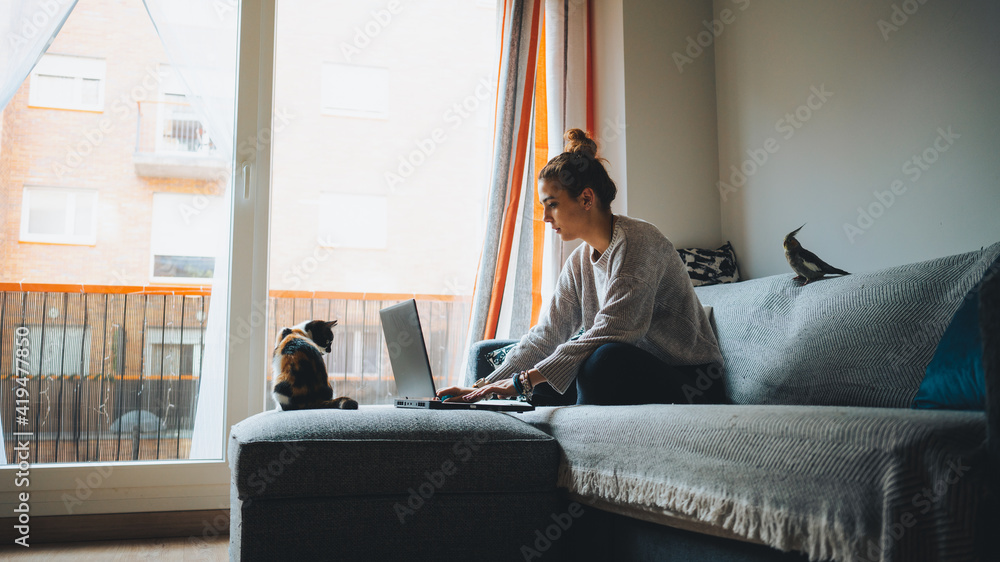 Full body of young female freelancer in casual clothes sitting on comfortable couch and working remotely on laptop near cute calico cat Full body of young female freelancer in casual clothes sitting on comfortable couch and working remotely on laptop near cute calico cat