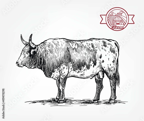 Breeding cattle. American bull. vector sketch on white background