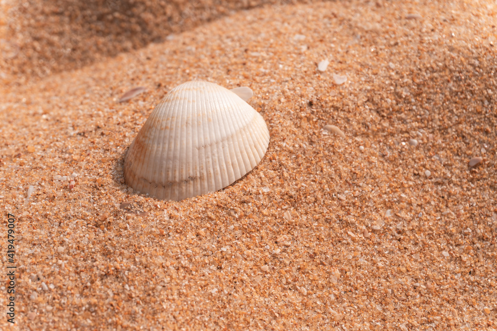 Biała piękna muszla na jasnym tle piasku na plaży, naturalne tło, tekstura. Biała piękna muszla na jasnym tle piasku na plaży, naturalne tło, tekstura.