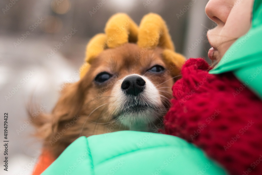 Chihuahua in clothes. The puppy is walking. Walking the dog. Autumn weather. Dog in her arms. Girl with a dog. Chihuahua in clothes. The puppy is walking. Walking the dog. Autumn weather. Dog in her arms. Girl with a dog.