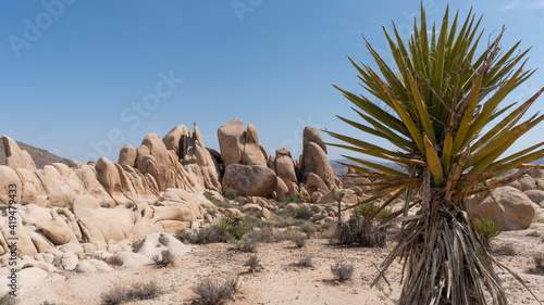 joshua tree national park