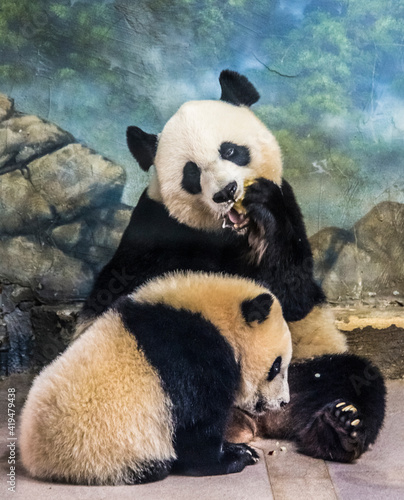Canvas-taulu panda bears in captivity in a zoo.