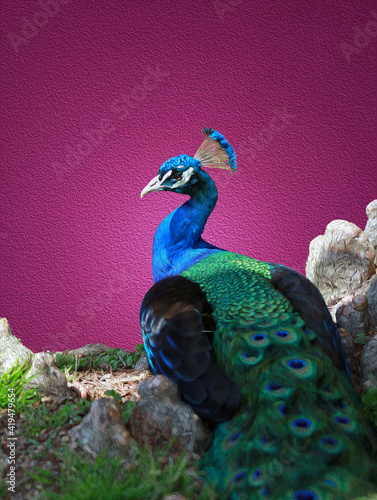 Blue Indian peacock digital oilpainting