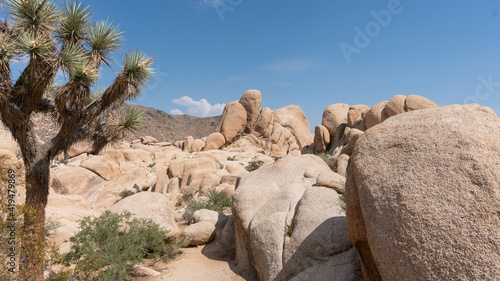 joshua tree national park