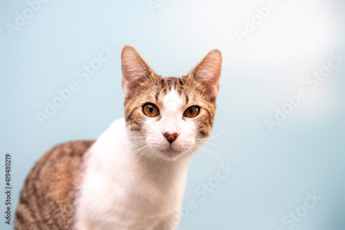 cat is curios on a blue background photographed in studio 