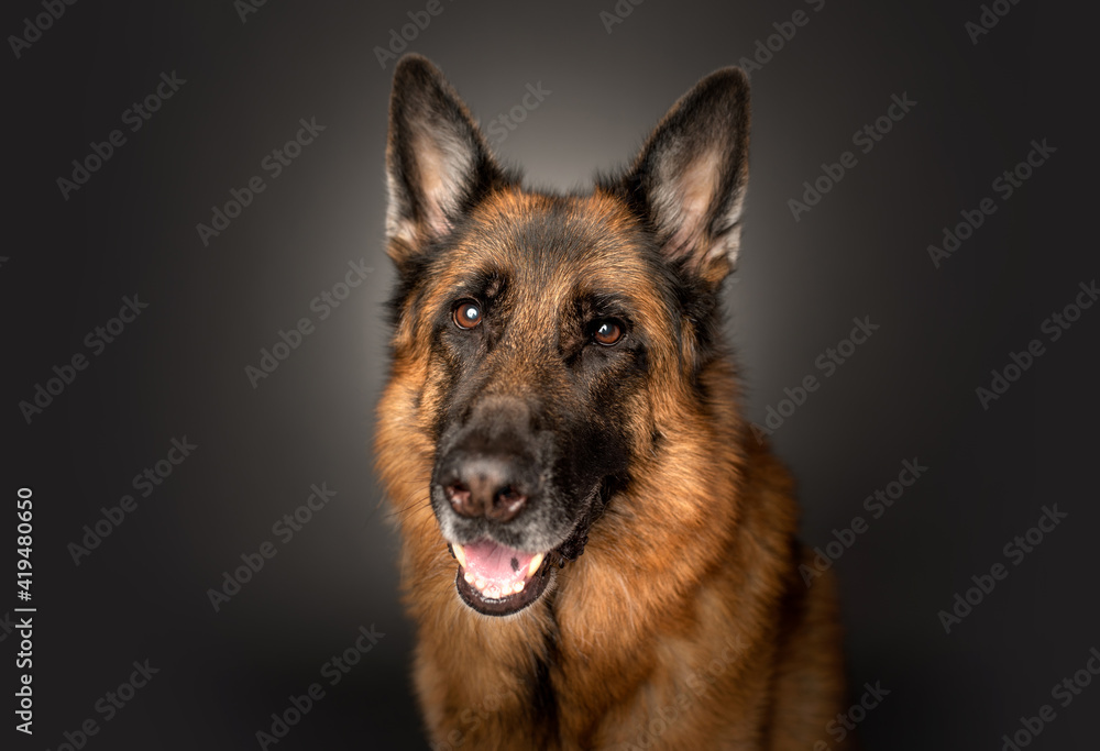 German Shepherd portrait in studio on dark gray background
