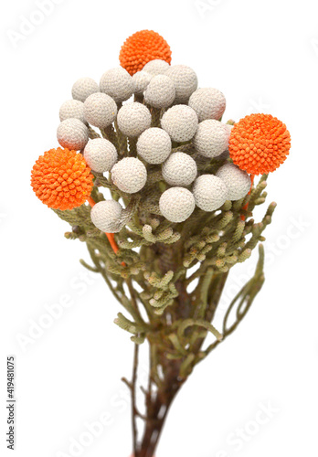 Branch brunia laevis and craspedia isolated on white background. Beautiful floral arrangement of dried flowers for floristry. Advertising and packaging flower business photo