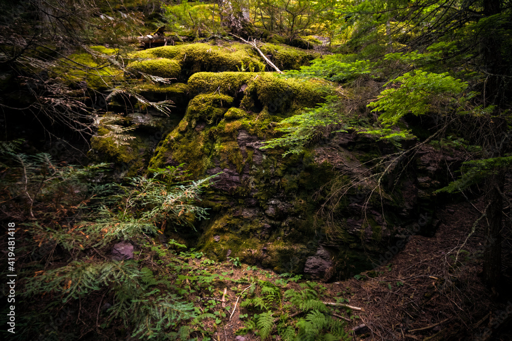 ancient forest of hemlock and cedars in the Trail of Cedars in Glacier National park in Montana. ancient forest of hemlock and cedars in the Trail of Cedars in Glacier National park in Montana.