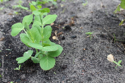 planting young shoots of pea plant on the ground