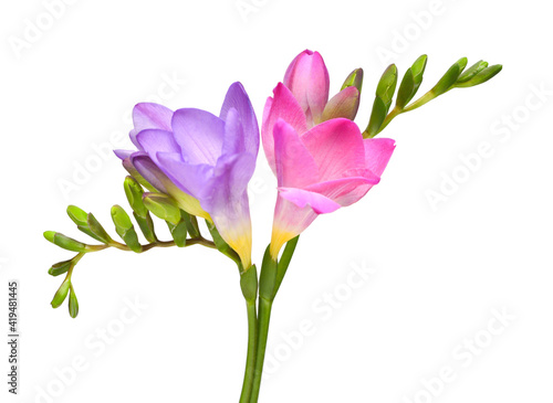 Bouquet pink and violet freesia isolated on white background. Beautiful flower