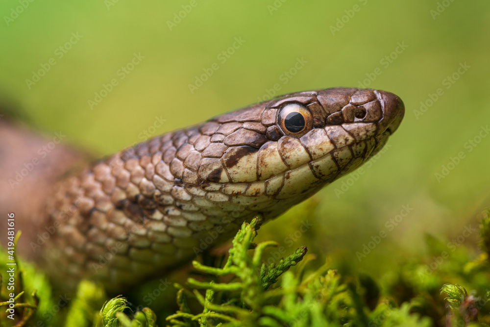 The Smooth snake (Coronella austriaca) lying on grass The Smooth snake (Coronella austriaca) lying on grass
