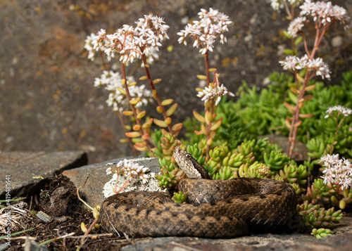 The asp viper (Vipera aspis) snake lying on ground photo