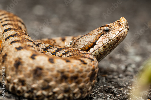 Close up of the asp viper (Vipera aspis)