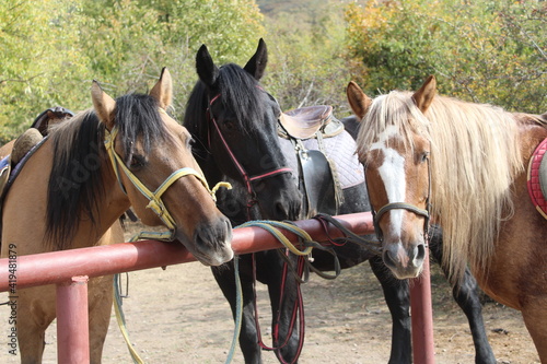 close-up portrait of three horses tied to a pipe waiting for horseback riding