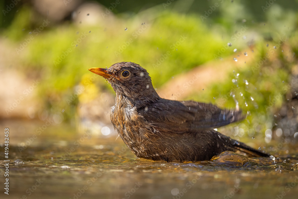 The common blackbird (Turdus merula) is a species of true thrush. It is also called the Eurasian blackbird. Having a summer bath, splashing water, funny. The common blackbird (Turdus merula) is a species of true thrush. It is also called the Eurasian blackbird. Having a summer bath, splashing water, funny.