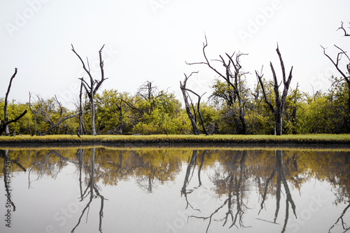 Grulla entre el manglar y su reflejo (Gambia - África) photo