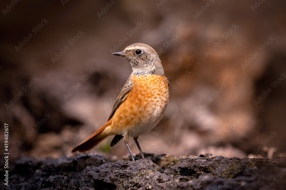 European robin, typical bird for most of the Europe. Very common, beautiful and curious. Belongs to Old World flycatcher family. Wildlife photo, typical environment. European robin, typical bird for most of the Europe. Very common, beautiful and curious. Belongs to Old World flycatcher family. Wildlife photo, typical environment.