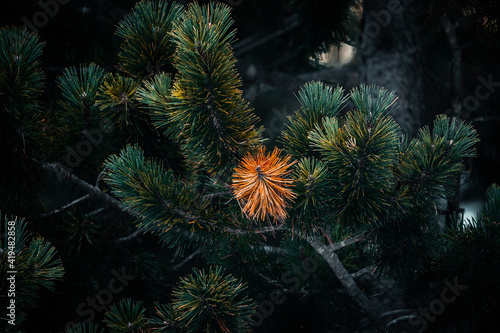 Lush green spruce tree with thin needles growing in snowy forest in winter photo