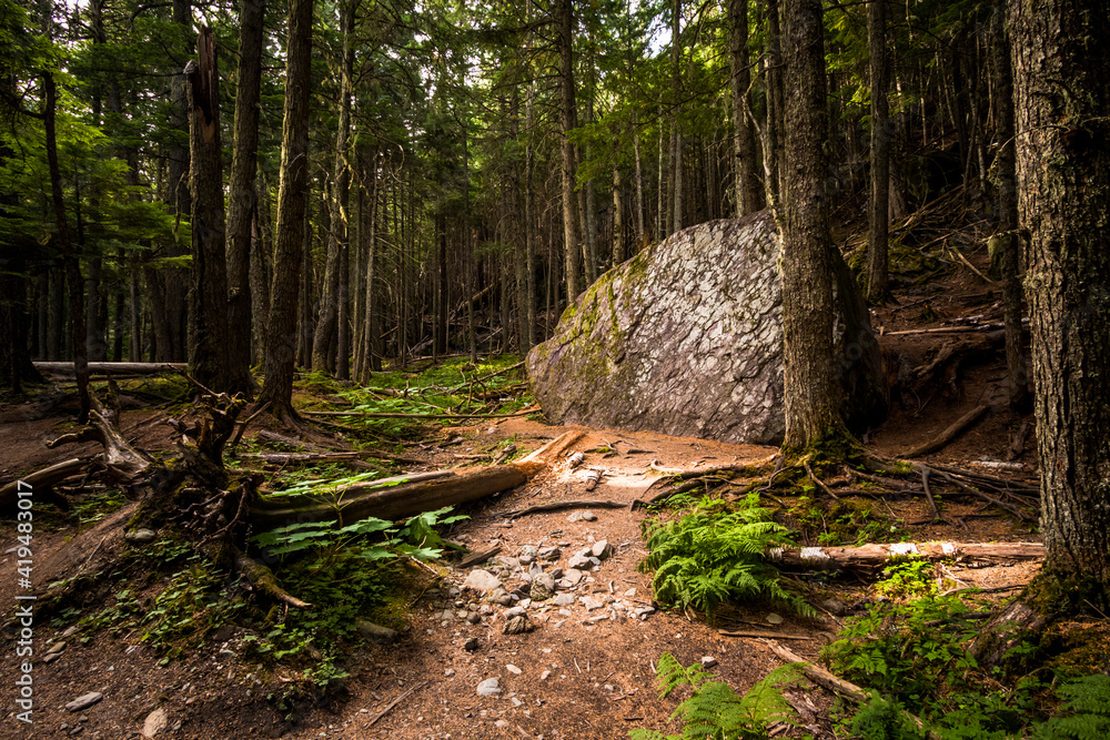ancient forest of hemlocks and red cedars in the Avalanche Trail in Glacier national park in montana. ancient forest of hemlocks and red cedars in the Avalanche Trail in Glacier national park in montana.