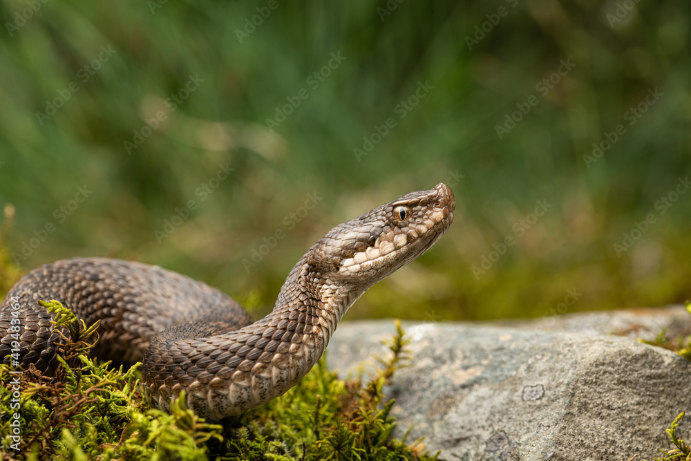 The asp viper (Vipera aspis) lying on ground The asp viper (Vipera aspis) lying on ground