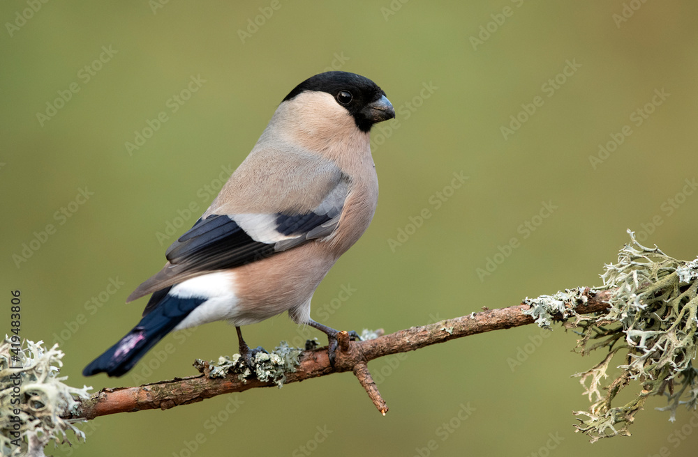 Eurasian bullfinch female ( Pyrrhula pyrrhula ) Eurasian bullfinch female ( Pyrrhula pyrrhula )