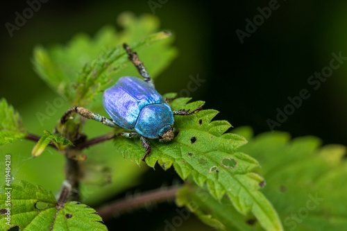 Close up of blue coleoptera (Hoplia coerulea) male