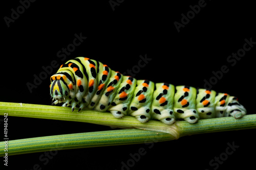 Swallowtail butterfly (Papilio machaon) caterpillar isolated on black background photo