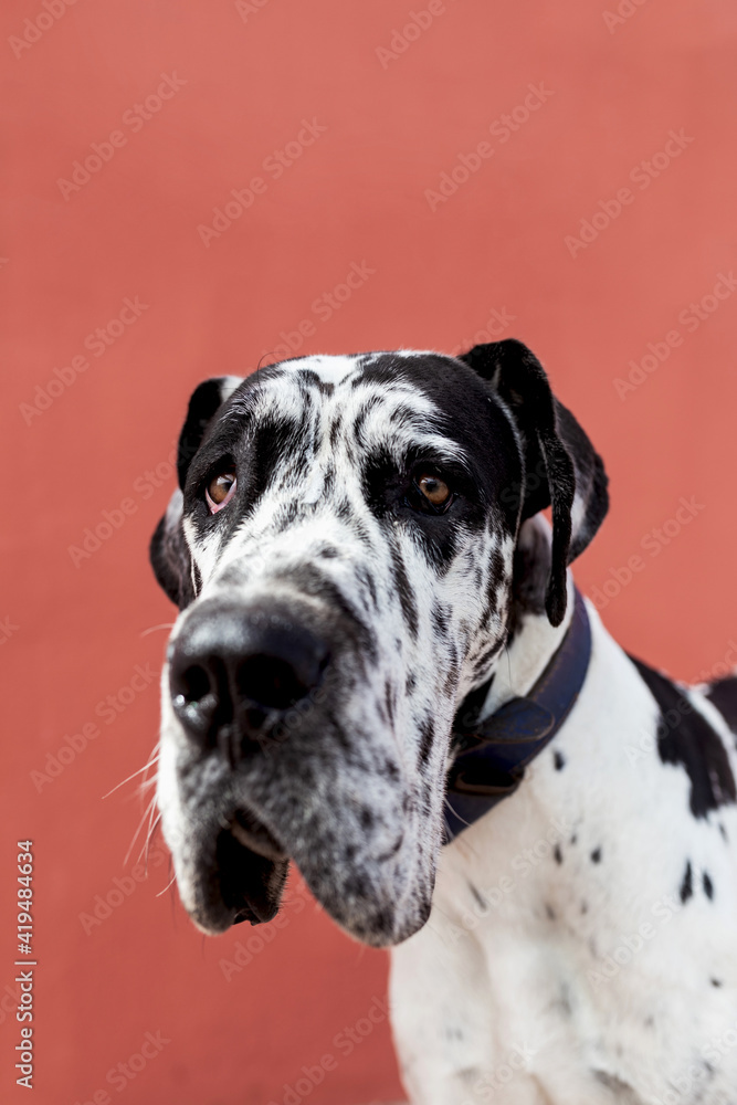 Adorable calm Harlequin Great Dane dog sitting on paved street near red wall and looking away Adorable calm Harlequin Great Dane dog sitting on paved street near red wall and looking away