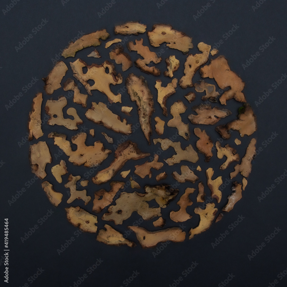 Circle tree bark Circle tree bark