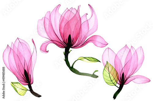 watercolor set of transparent magnolia flowers. collection of pink magnolia flowers isolated on white background. vintage drawing  elements for delicate design wedding  invitation  congratulation