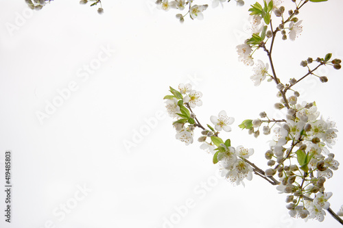 almond blossom on the right on a white background with copy space for the text