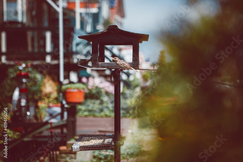 Small omnivorous bird with ornamental plumage sitting near wooden feeder against residential houses in summer