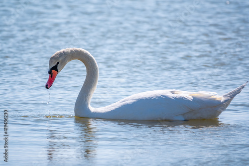Fototapeta Naklejka Na Ścianę i Meble -  Graceful white Swan swimming in the lake, swans in the wild. Portrait of a white swan swimming on a lake.