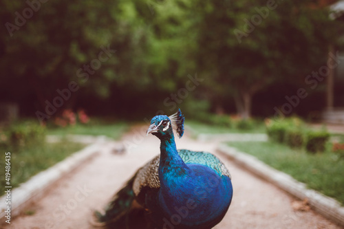 Indian peacock with feathers on neck and long pointed beak on walkway in summer garden photo