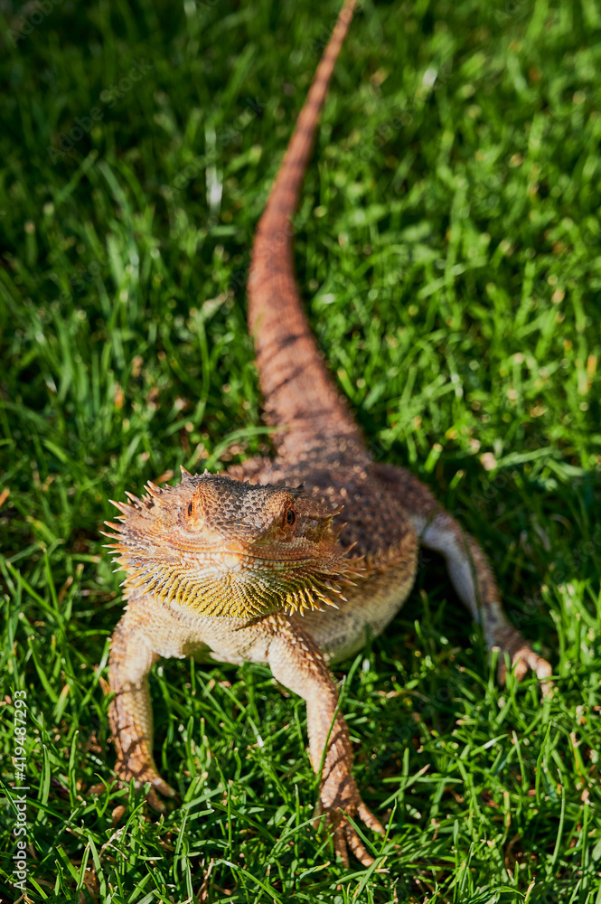 female bearded dragon (Bartagame) in the summer on a meadow is looking at the camera