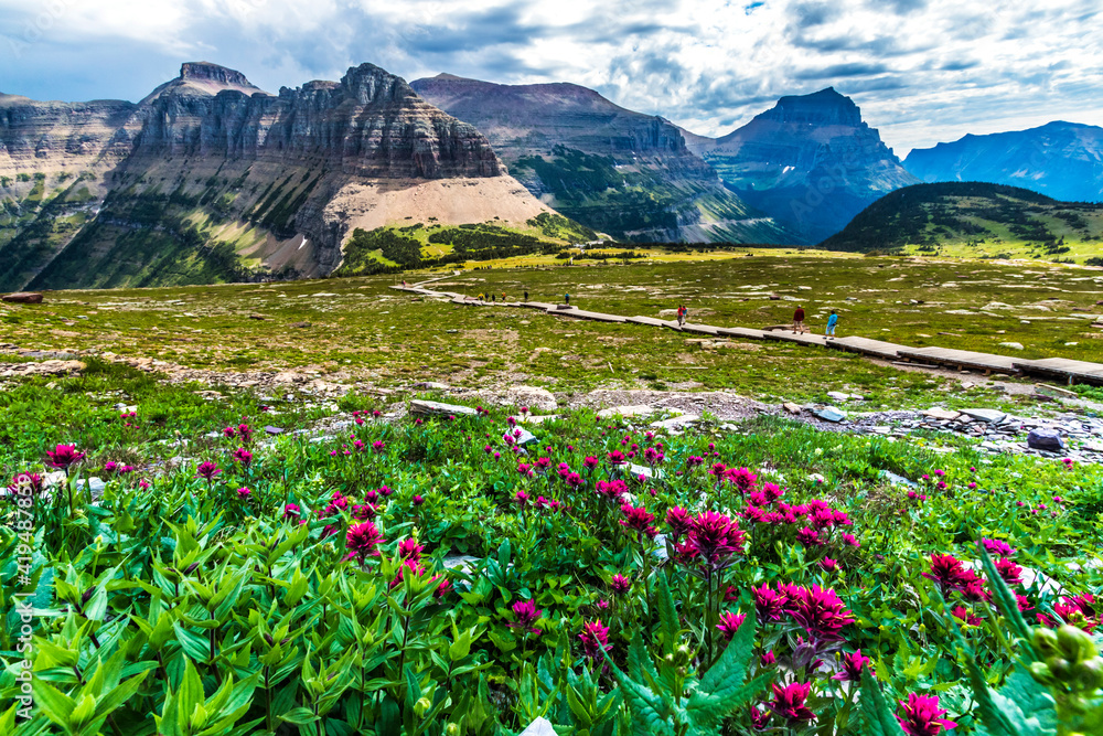 summer wild flowers blooming with the rugged mountains on the background in Glacier National Park.