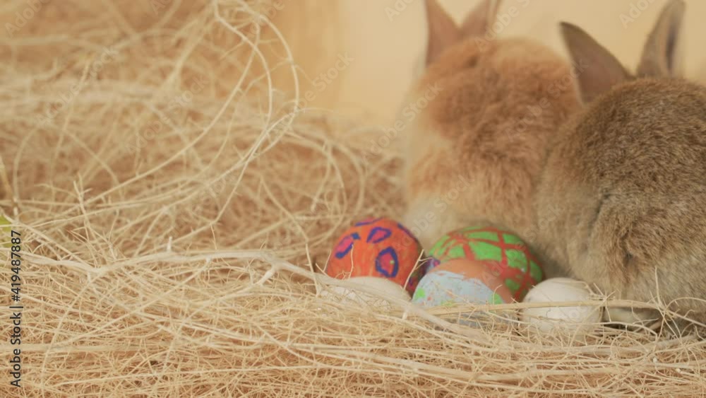 Brotherly couple of easter bunny rabbits nesting easter eggs - Eye level close up shot Brotherly couple of easter bunny rabbits nesting easter eggs - Eye level close up shot