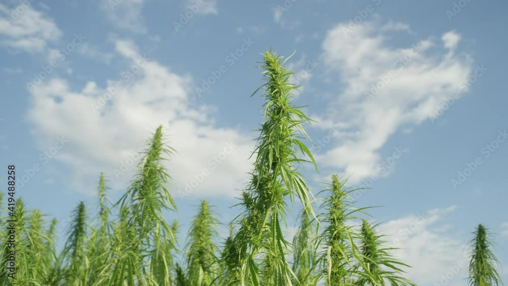 CLOSE UP, DOF: Tall industrial cannabis plants tower into the clear blue skies. Scenic shot of countless vibrant green hemp plants ready for harvest. Medicinal marijuana plantation in sunny California CLOSE UP, DOF: Tall industrial cannabis plants tower into the clear blue skies. Scenic shot of countless vibrant green hemp plants ready for harvest. Medicinal marijuana plantation in sunny California
