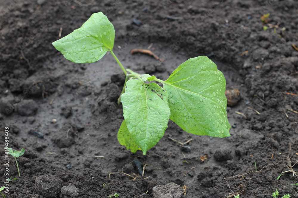 Young Chinese cabbage seedlings in the ground Young Chinese cabbage seedlings in the ground